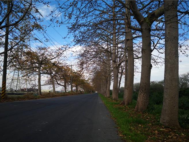 埤頭鄉東螺溪河畔的木棉花道，整排木棉花樹上只見花苞，幾乎不見開花，鄉公所宣布今年花季活動，將延期至3月22、23日舉辦。（葉靜美攝）