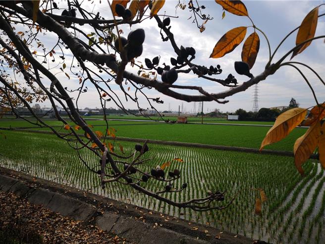 埤頭鄉東螺溪河畔的木棉花道，整排木棉花樹上只見花苞，幾乎不見開花，鄉公所宣布今年花季活動，將延期至3月22、23日舉辦。（葉靜美攝）