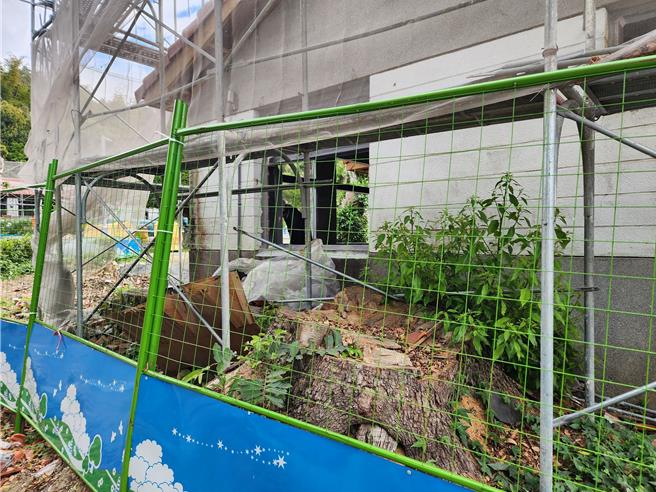 國發會解釋，砍除靠近建築物、下水道的大樹，怕大樹根細影響房屋結構及排水才砍除。（楊靜茹攝）