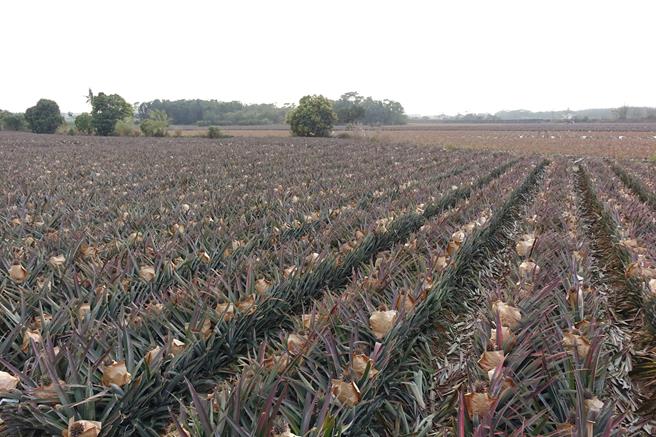 屏東鳳梨受去年連續3個颱風影響，產量約下滑1成。（羅琦文攝）