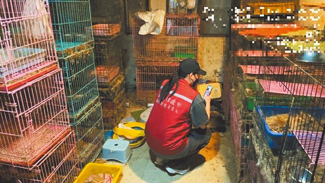 新北市動保處發現謝姓男子在住處飼養大量貓隻，但環境惡劣，貓隻健康堪虞。（新北市動保處提供／王揚傑新北傳真）