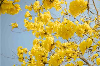 嘉義黃金風鈴木盛開！音樂市集週末登場 逾50攤位等你來逛