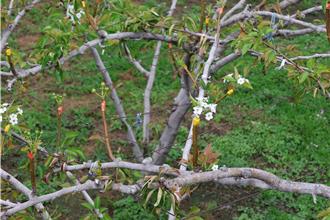 苗栗县高接梨遭遇寒害预估损失逾千万 县府承诺争取补助