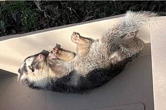 苗栗第12例狂犬病！鼬獾確診 縣府籲民眾遵守「2不1要」