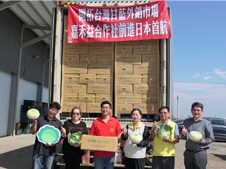 日本菜价居高不下 台湾高丽菜外销逾千公吨