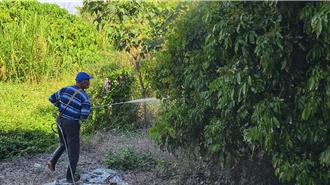 荔枝椿象恐釀嚴重農損 彰化推免費藥劑、平腹小蜂展開防治