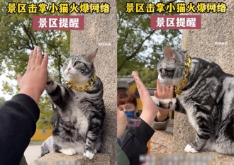 一隻貓拯救了當地觀光 西園寺外「金鍊擊掌貓」爆紅