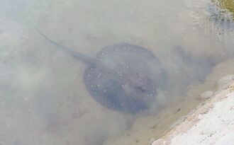 澄清湖現魟魚群 岸邊輕易可見