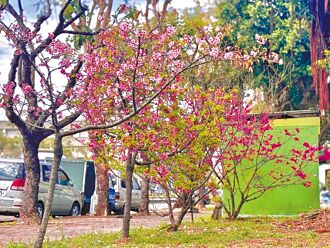 烏日湖日櫻花林 上百棵粉櫻爭妍