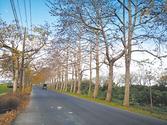 彰化 僅有花苞 埤頭木棉花季延期