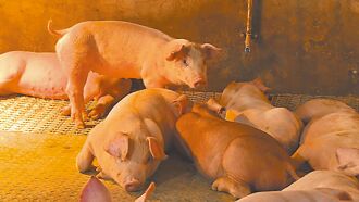 台东 猪屠宰费每头涨65元 摊商反弹