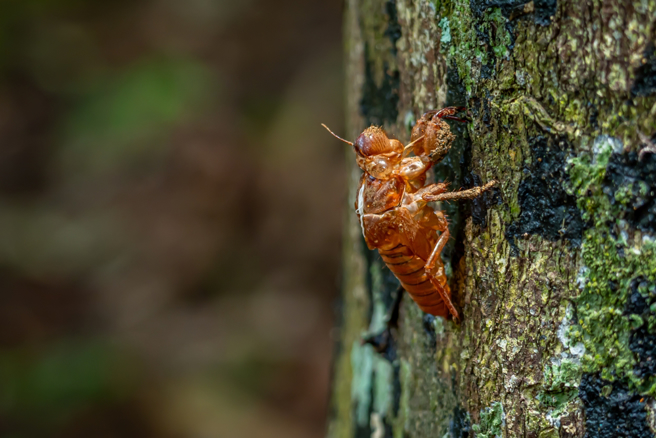 命理师指出，属兔、羊、狗、猪的人惊蛰期间要注意健康，参与户外活动易有血光之灾。（示意图：Shutterstock／达志）
