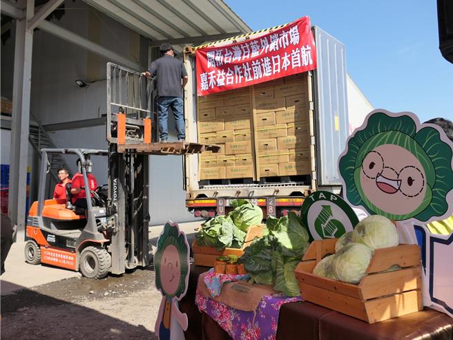 日本受氣候影響蔬菜收成不佳，菜價高居不下，農糧署4日在雲林縣元長鄉舉辦外銷裝櫃儀式，將陸續外銷86櫃1548公噸高麗菜至日本等國家。（張朝欣攝）