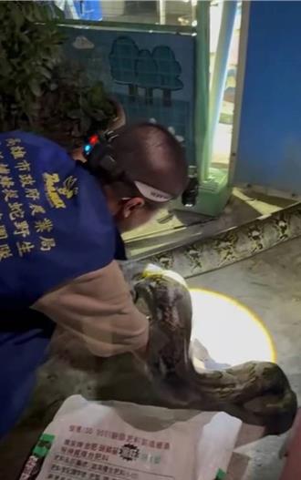 高雄驚見3公尺巨型網紋蟒！ 4壯漢合力捕捉送安置