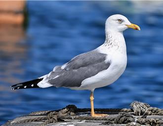 澎湖箱網養殖區雙贏 度冬鷗類數量也增加