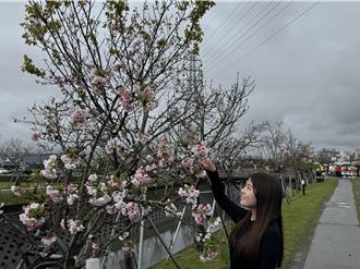 賞櫻抽好禮！宜蘭最美羅東櫻花步道 多元櫻花接續登場