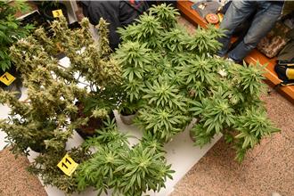 難忘在歐洲呼麻經驗 男子自學自耕「麻煩大了」