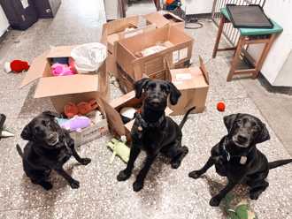 桃園搜救犬收到多箱大禮物 犬爸直呼：娃娃收不完