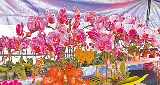 關稅大刀 我農產、蝴蝶蘭剉咧等