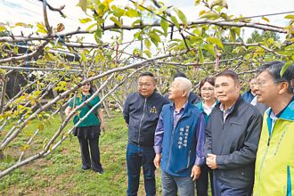 高接梨穗寒害 锺东锦急勘灾