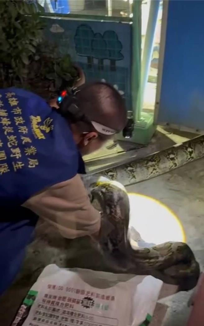 高雄市燕巢区3月4日凌晨惊见大型网纹蟒，长约3公尺、重达50公斤，捕捉过程艰难，最终由四名成年男子合力安置于运输笼。（翻摄照片／林雅惠高雄传真）