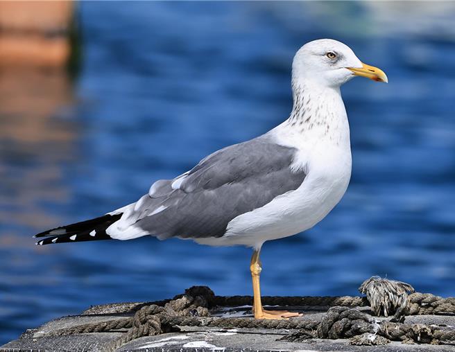 大鸥是指大型的鸥，在澎湖度冬的大鸥主要有织女银鸥、蒙古银鸥、灰林银鸥，另外还有少数的灰背鸥。（郑谦逊提供／许逸民澎湖传真）