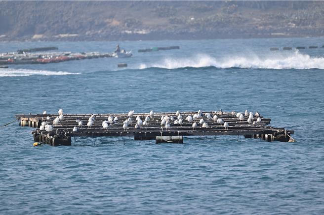 今年澎湖箱网养殖区度冬大鸥数量较往年增加。（郑谦逊提供／许逸民澎湖传真）