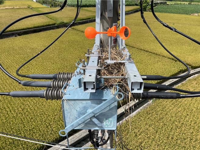 电杆鸟巢常造成停电事故，台电台中区处除巢大队5日启动。（台电台中区处提供／宝智华台中传真）