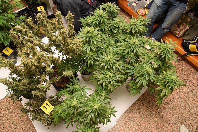 警方在現場查獲62株大麻及栽種工具等贓證物。(翻攝照片／林郁平台北傳真）