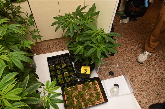 警方在現場查獲62株大麻及栽種工具等贓證物。(翻攝照片／林郁平台北傳真）