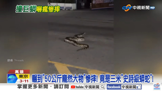 影》高雄女騎士輾異物慘摔 竟是3米史詩級巨蟒...毫髮無傷繼續向前爬