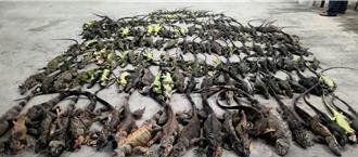 廠商捕蜂抓綠鬣蜥「灌水核銷」 不法獲利354萬餘元遭屏檢起訴