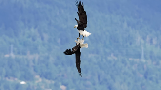 美加關稅戰激戰之際 加拿大雁擊退美國國鳥 成國族精神象徵