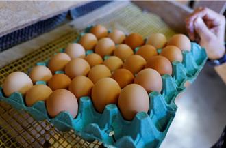 美國雞蛋價格飆升 引發跨境走私潮