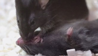 驚！老鼠昏迷倒地 同伴竟會「口對口」急救