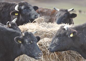 全齡日牛進口 消基會：犧牲國民健康