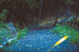 拜訪夜精靈 奧萬大賞螢快報名