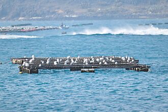 箱網賞鷗 澎湖生態遊潛力股