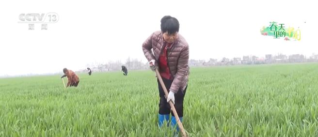 陆无人机助力高效田管汗水农业向智慧农业加速迈进。（大陆央视）