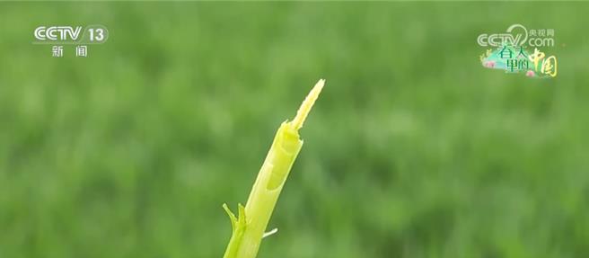 陆无人机助力高效田管汗水农业向智慧农业加速迈进。（大陆央视）