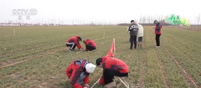 陆无人机助力高效田管汗水农业向智慧农业加速迈进。（大陆央视）