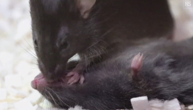 老鼠昏迷，同伴會口對口拉舌來急救，看起來很像人類的口對口人工呼吸。（翻攝 New Scientist）