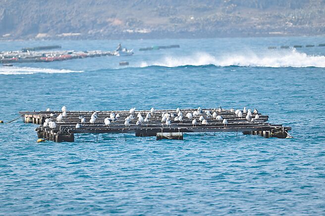 今年澎湖箱網養殖區度冬大鷗數量較往年增加。（鄭謙遜提供／許逸民澎湖傳真）
