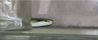 「我家有1條長蛇爬來爬去」警到場大驚罕見