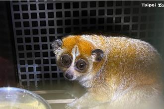 台北動物園迎來瀕危雌性小懶猴 準備在台組新家庭