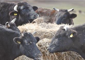回應進口日本牛爭議 食藥署長喊：我毫無懸念