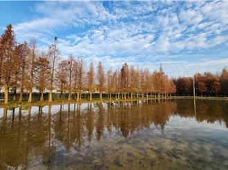 季節限定！雨水豐沛 六甲落羽松美如「水漾森林」