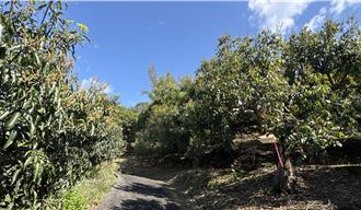 獨家》內門龍眼花綻放7成以上 農民盼一掃歉收陰霾