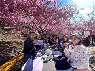 梨山高山茶会3／8登场 樱花树下品茶 浪漫度破表