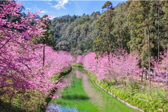 九族、杉林溪粉嫩櫻花魅人 鳳凰茶園、清境櫻花邁入尾聲